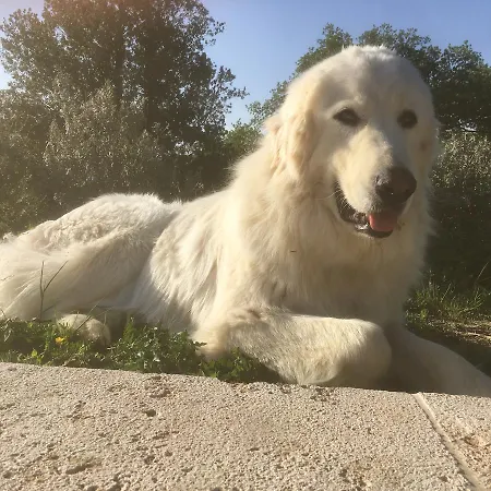 Capanna Sui Colli D'ambra Çiftlik konaklama Bucine